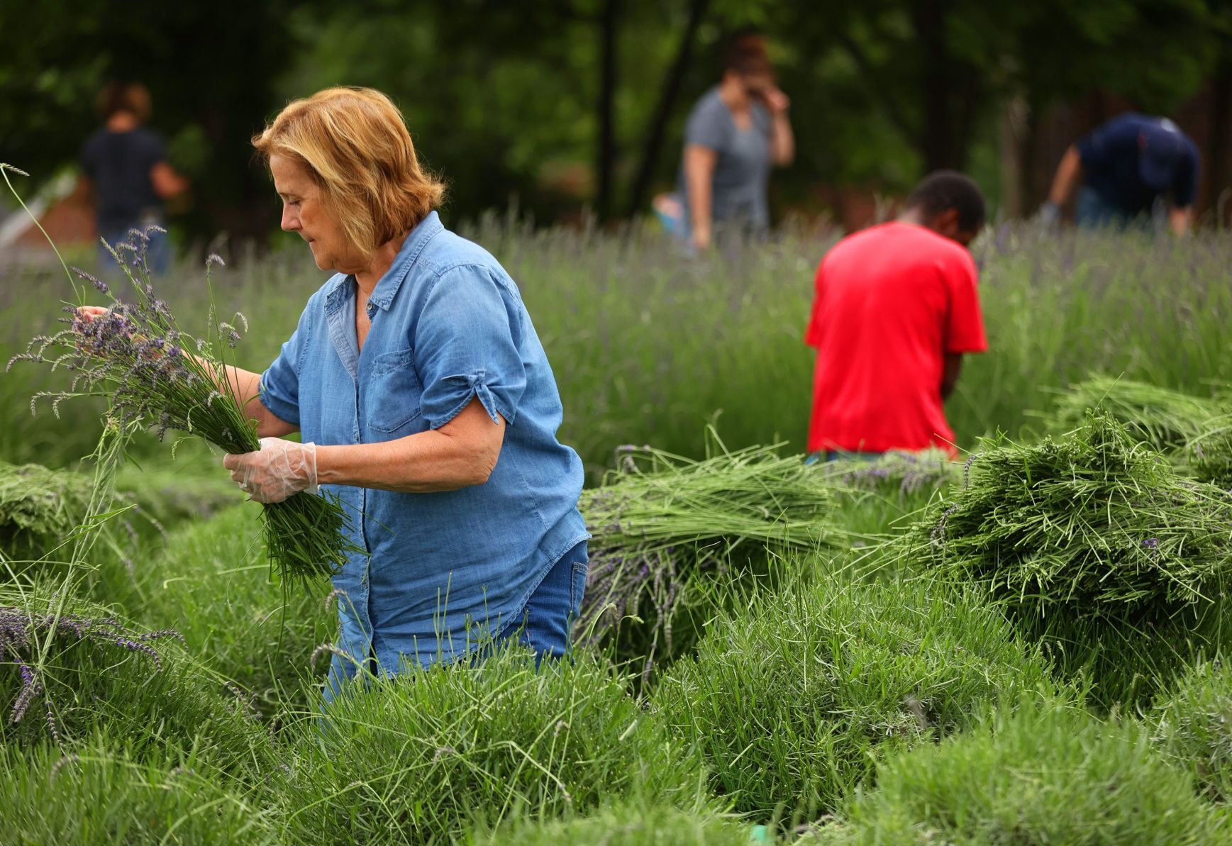 Harvest time at College Hill Lavender farm